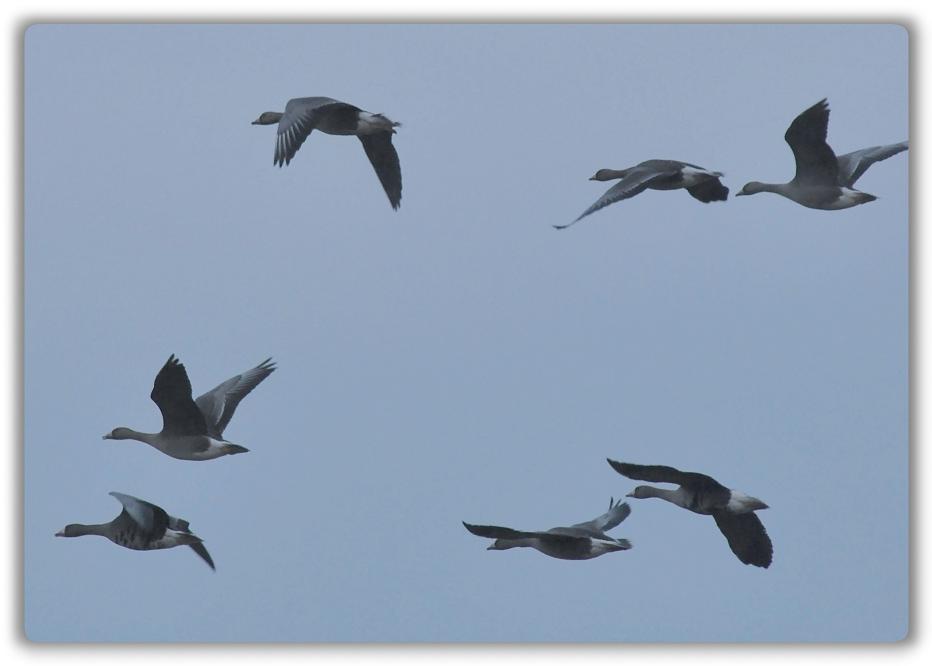 Gänse runde Ecken a