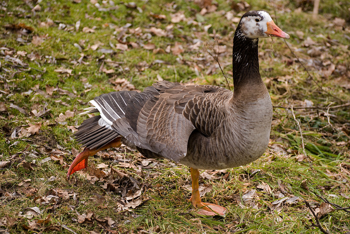 Gänse Yoga