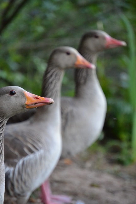 Gänse