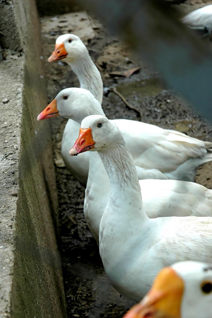 Gänse