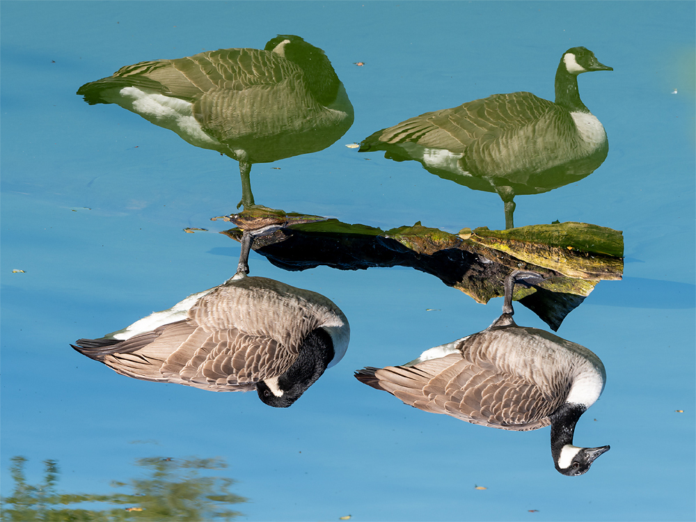Gänse2.jpg