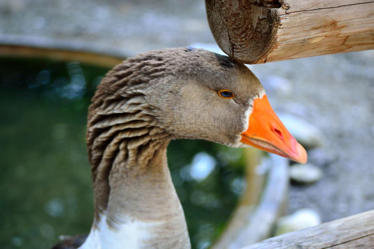 Gänse2