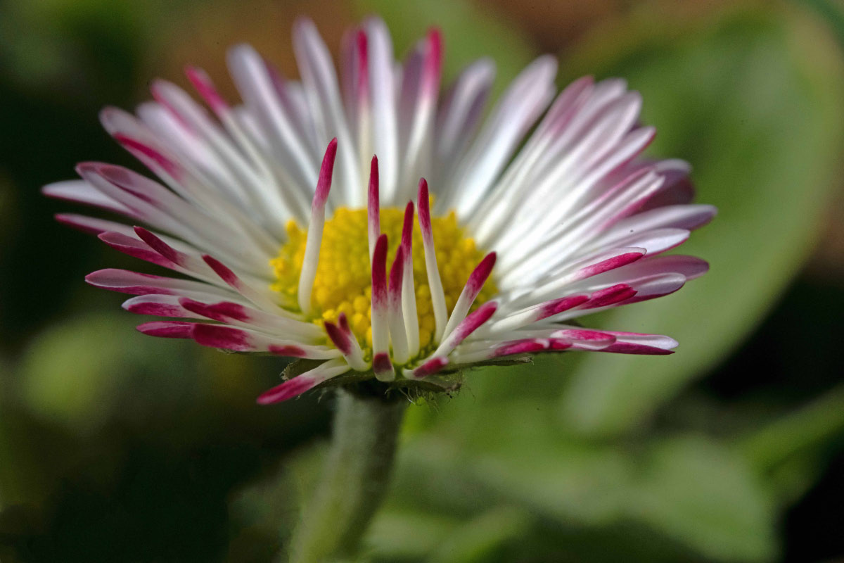 Gänseblümchen 2.jpg