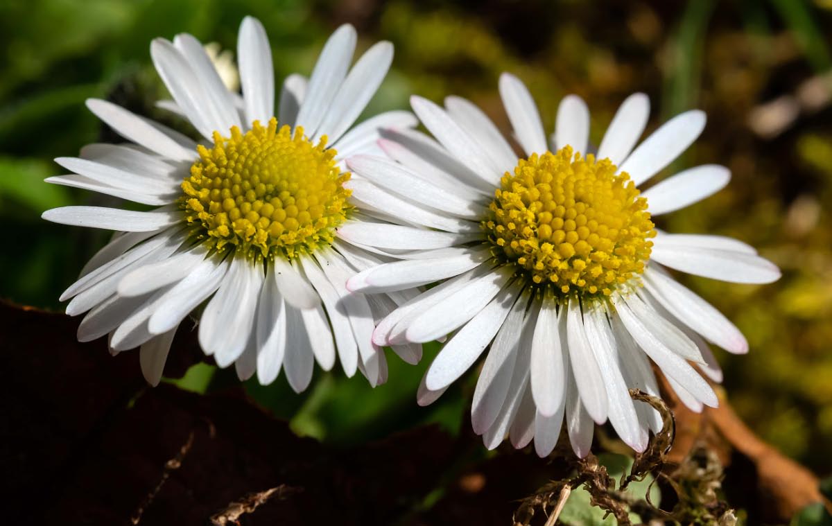 Gänseblümchen 3.jpg