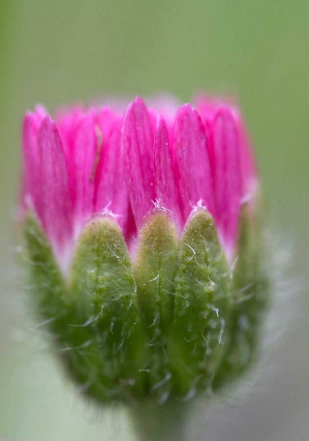Gänseblümchen 3.jpg