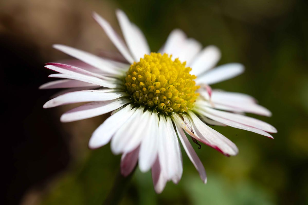 Gänseblümchen.jpg