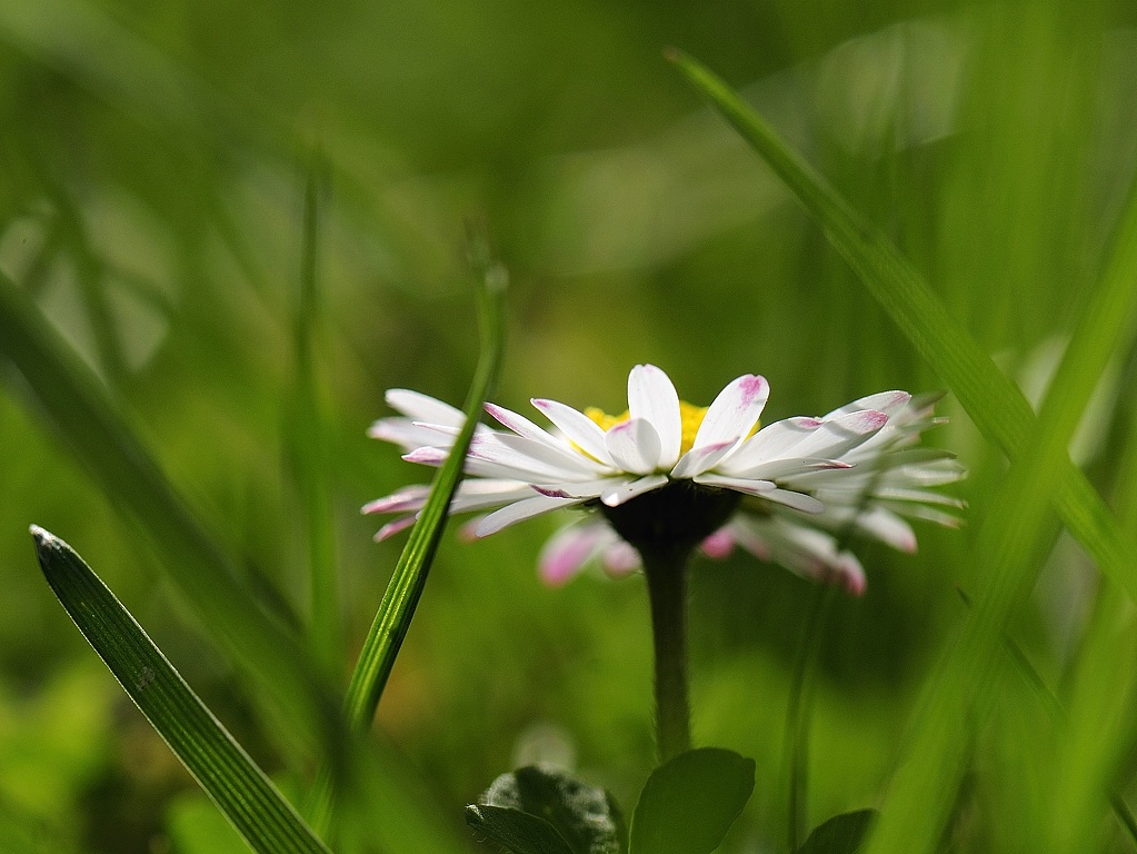 Gänseblümchen