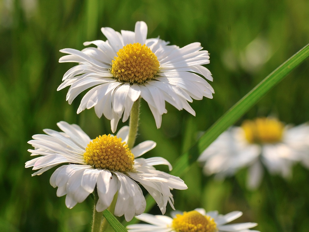 Gänseblümchen