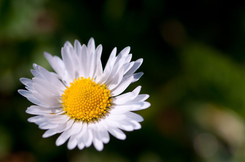 Gänseblümchen