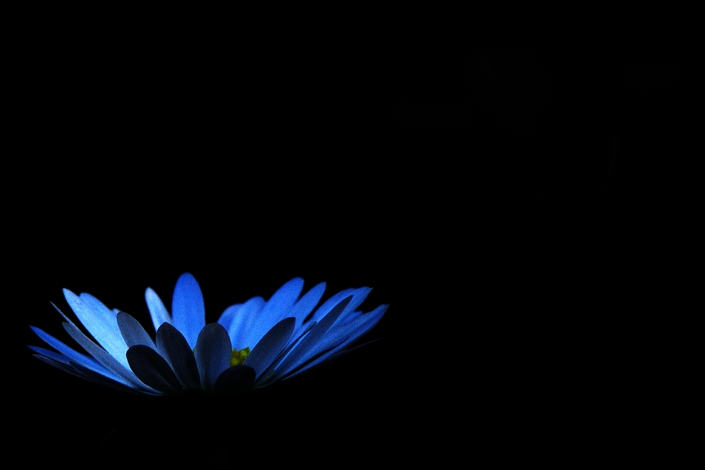 gänseblümchen