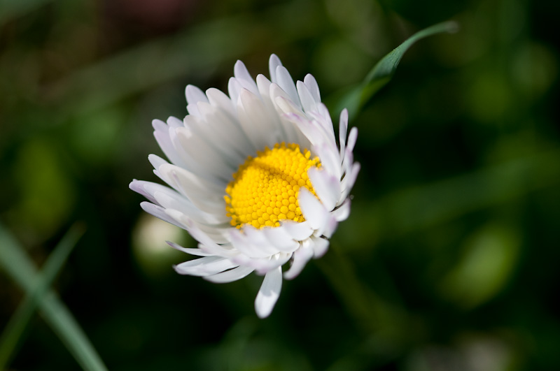 Gänseblümchen