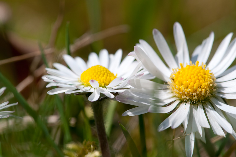 Gänseblümchen