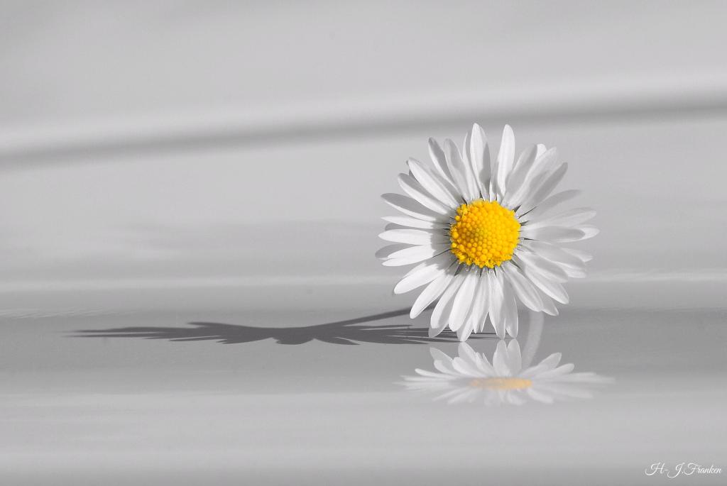 Gänseblümchen