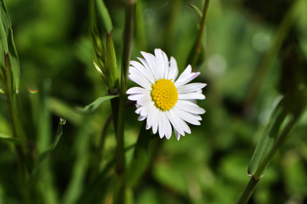 gänseblümchen