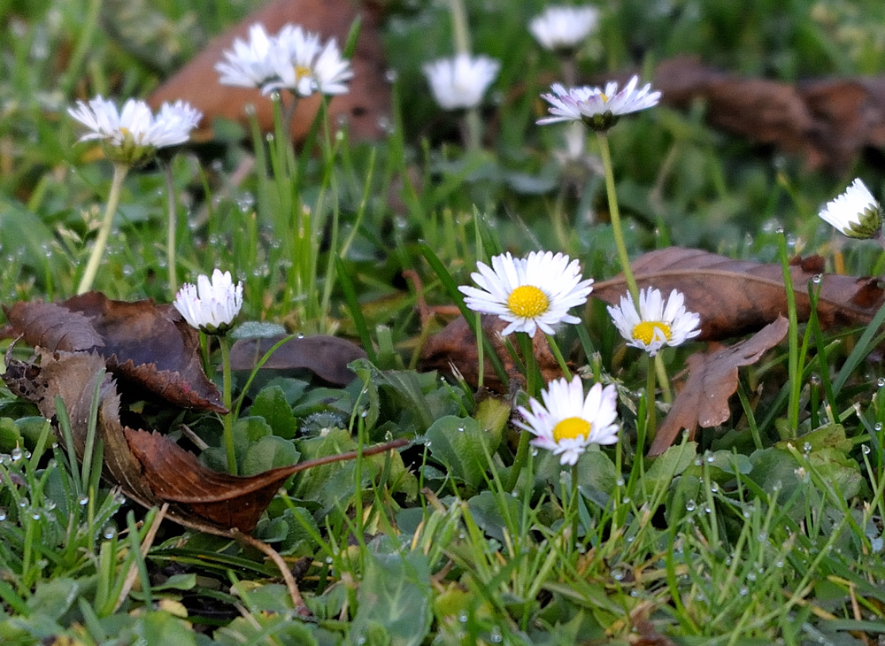 gänseblume1 JKK 0959