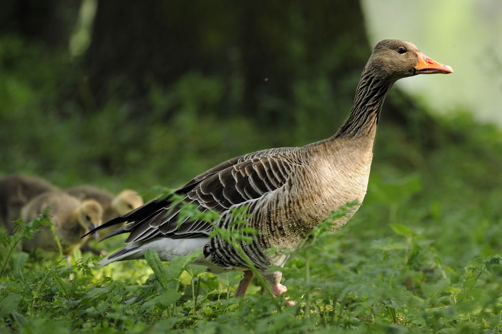 Gänsefamilie