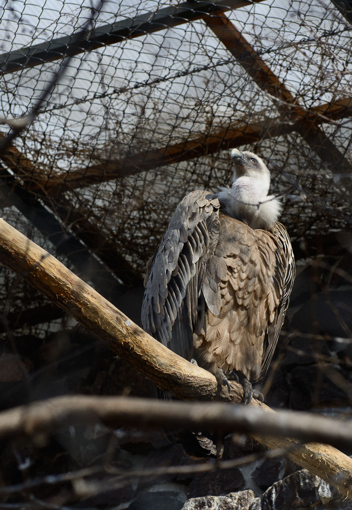Gänsegeier
Aufgenommen im Zoo Halle