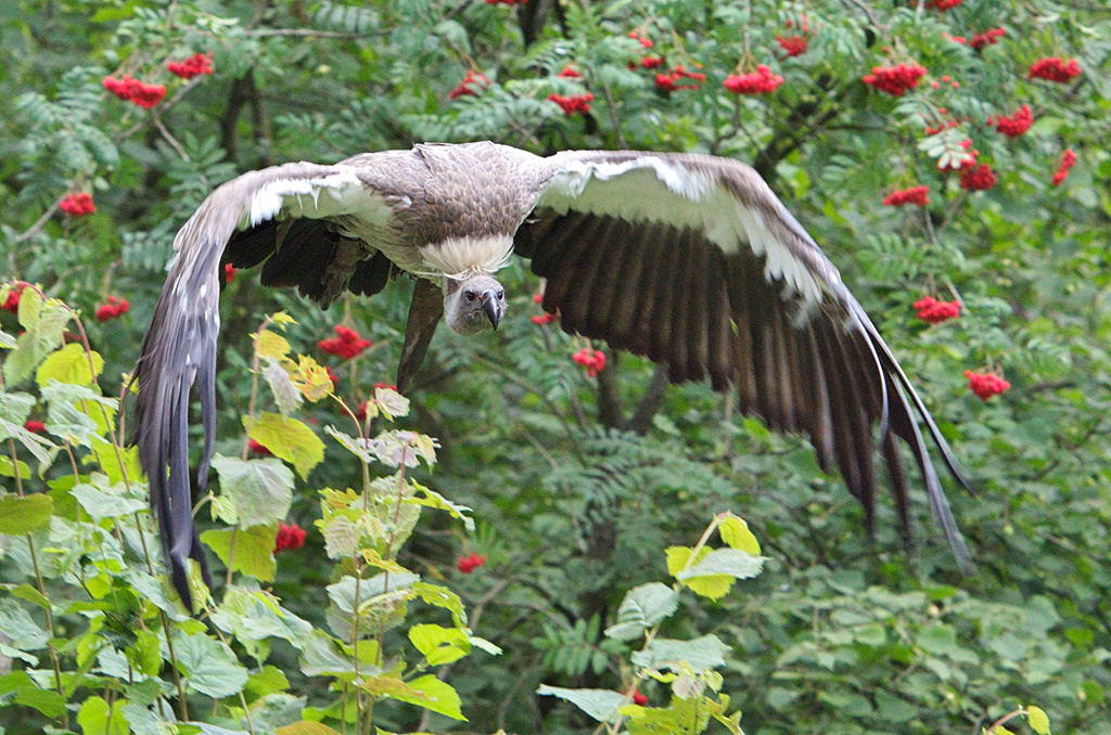 Gänsegeier