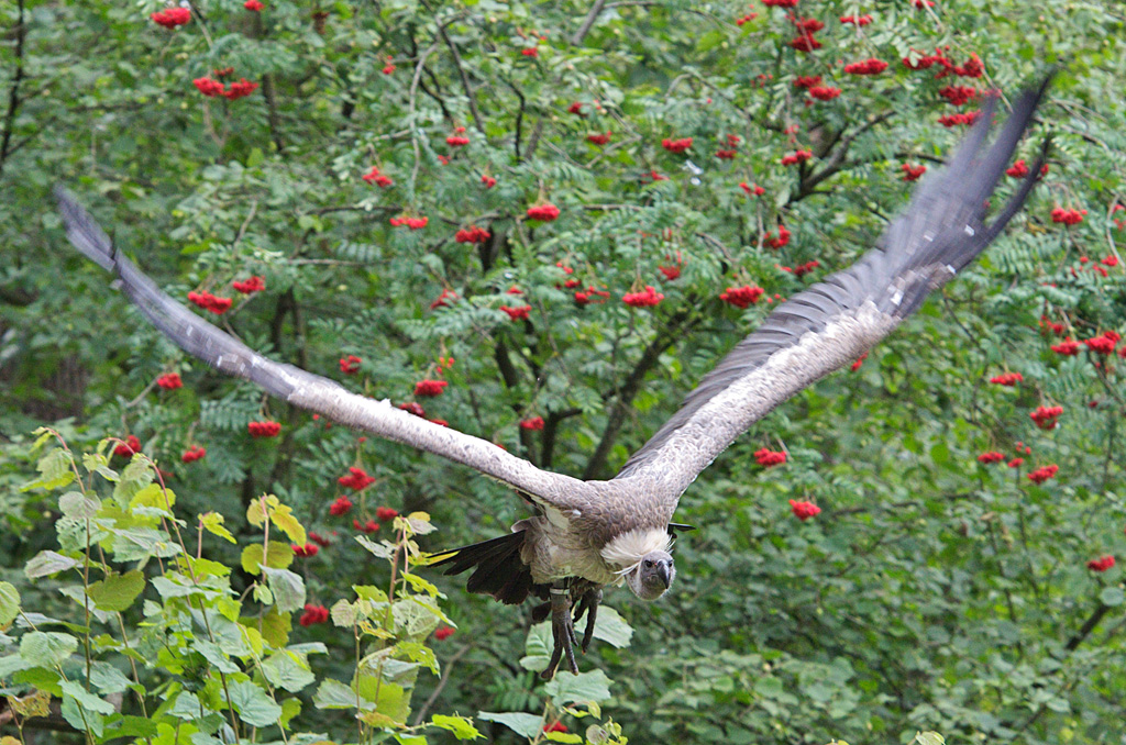 Gänsegeier