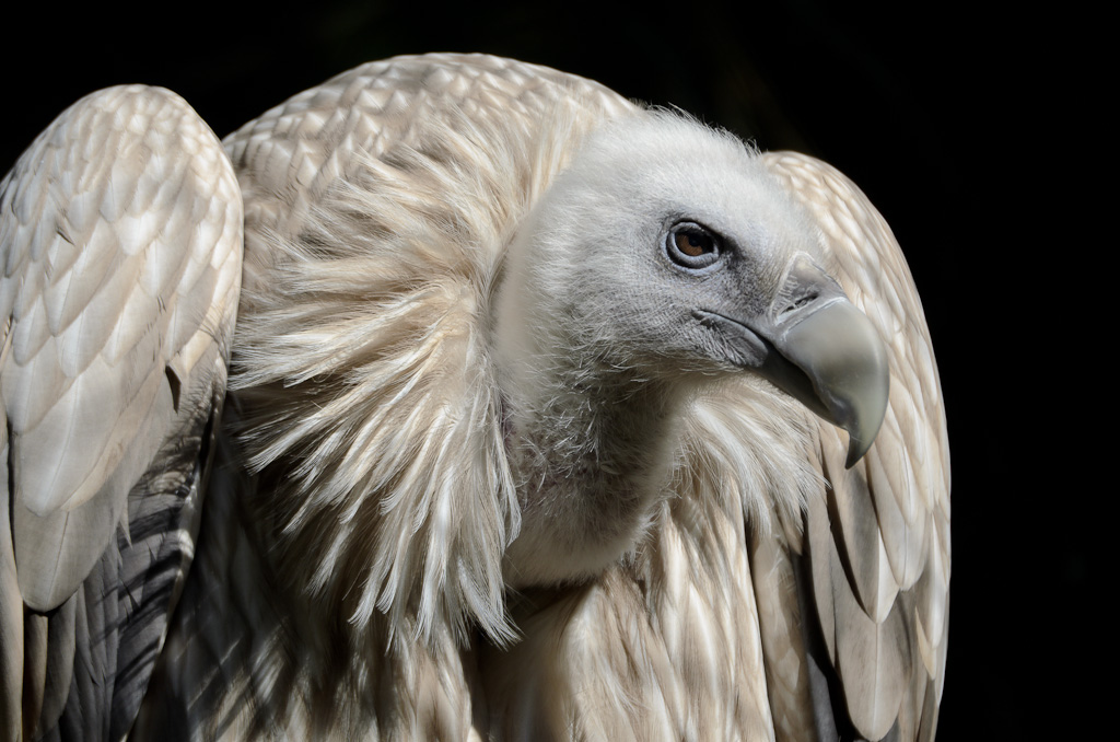 Gänsegeier