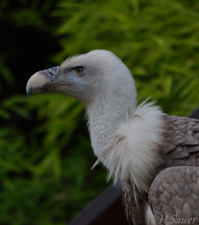 Gänsegeier