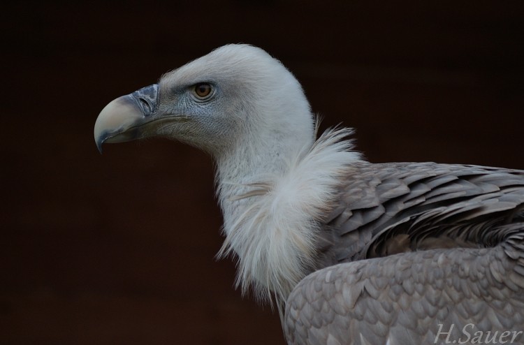 Gänsegeier