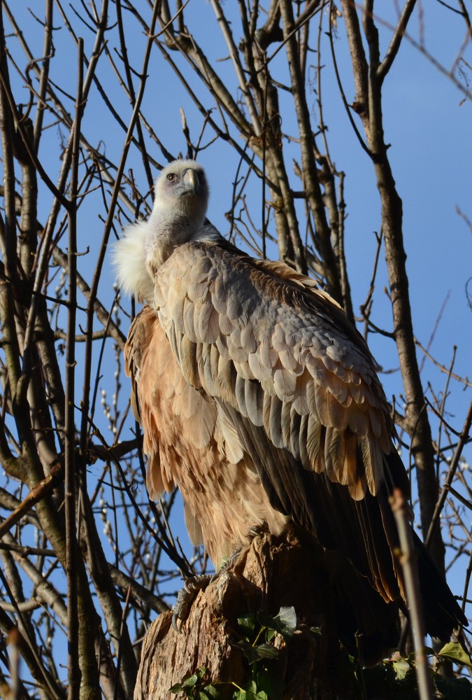Gänsegeier