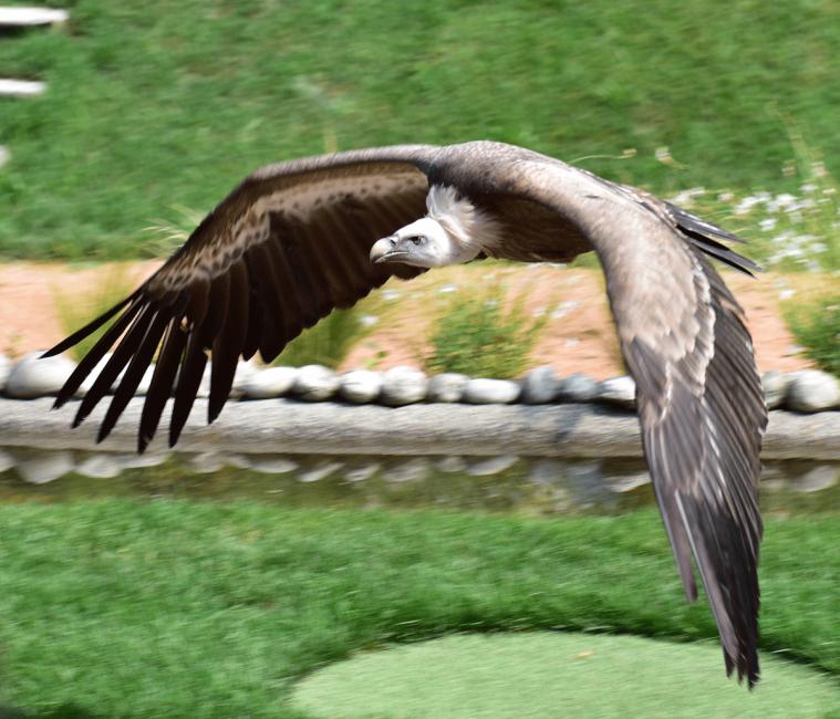 Gänsegeier