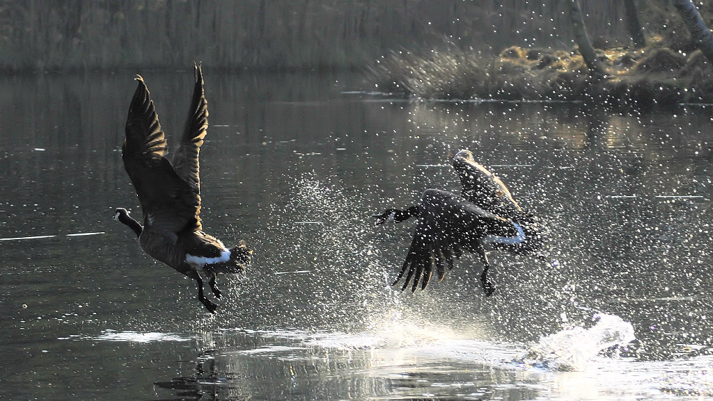 gänsejagd 1