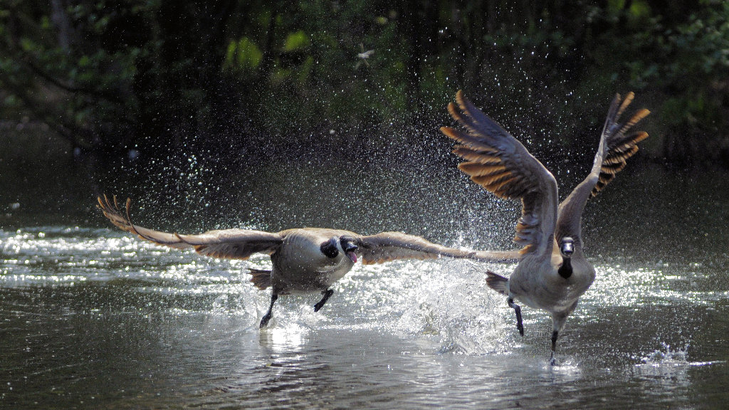 Gänsejagd 2