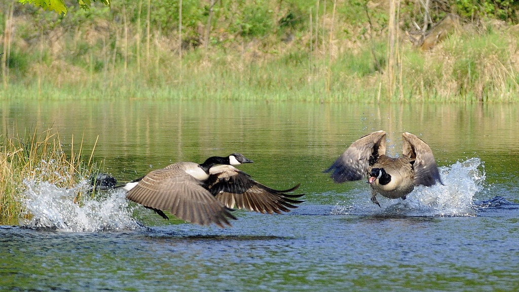 Gänsejagd 3