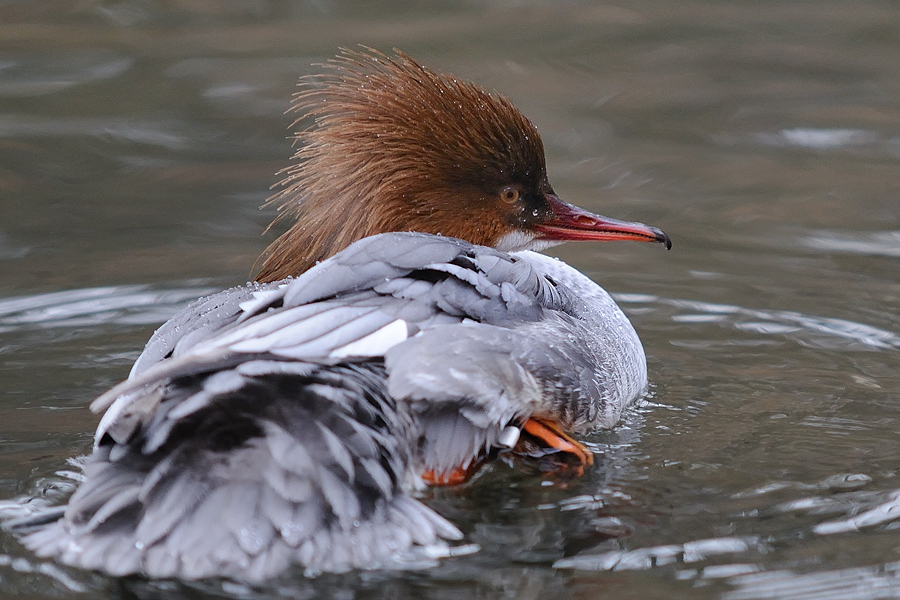 Gänsesäger weibl.
Nordamerika
Tiergarten Nürnberg