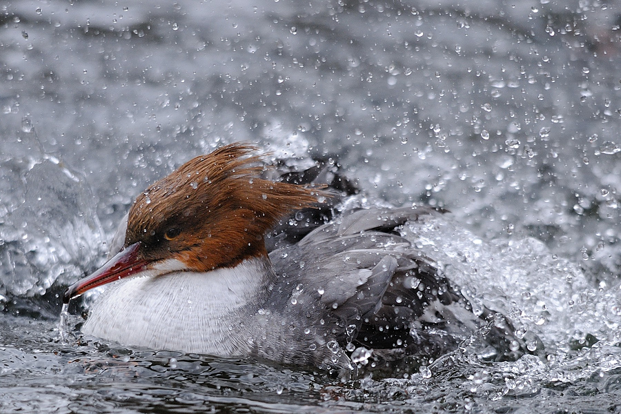 Gänsesäger weibl.
Nordamerika
Tiergarten Nürnberg
