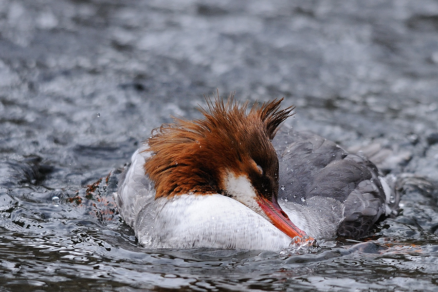 Gänsesäger weibl.
Nordamerika
Tiergarten Nürnberg