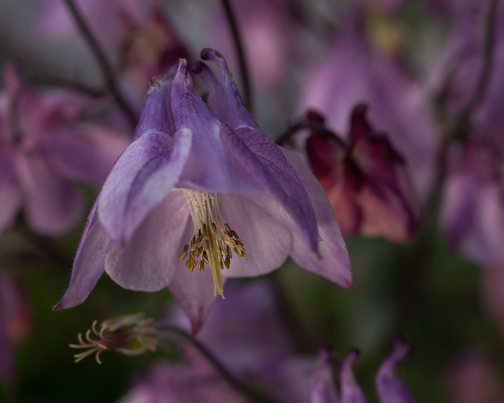 Günters-Garten-01a.jpg