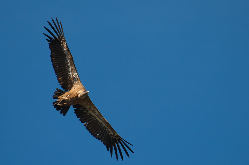 Gänsegeier D70 7510 SC