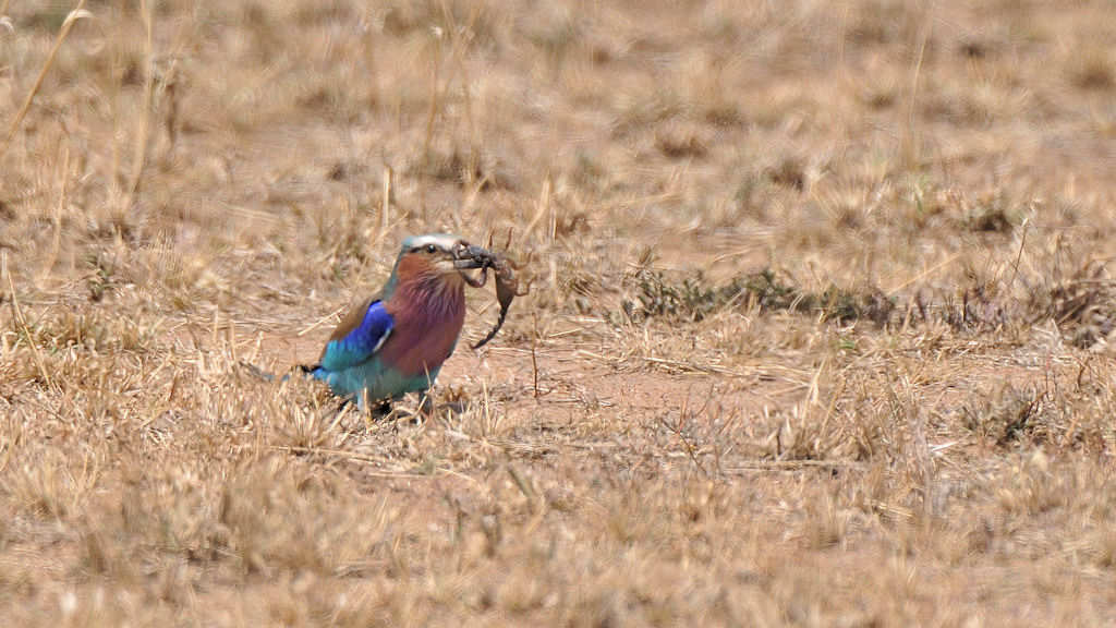Gabelracke mit Skorpion
Serengeti
3832