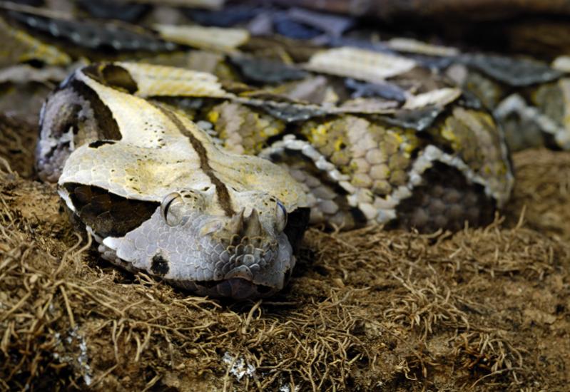 Gabunviper DSC5037