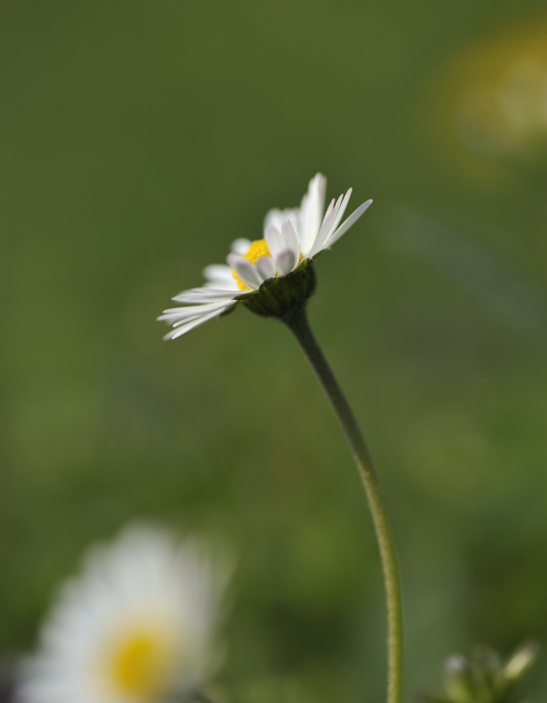 Gaensebluemchen DSC9552