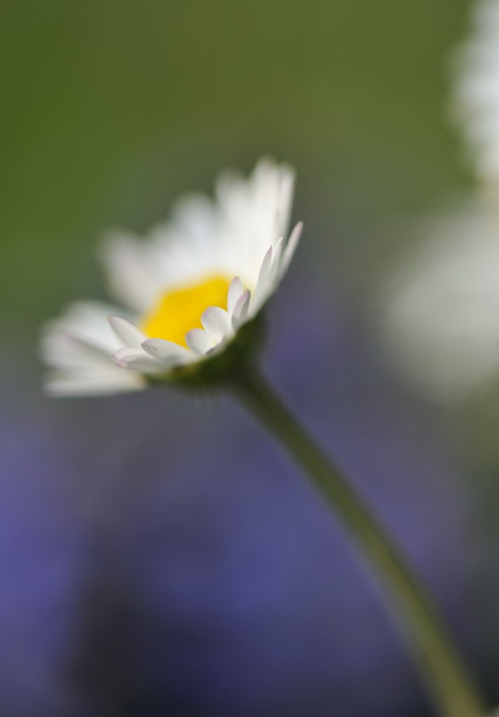 Gaensebluemchen DSC9553