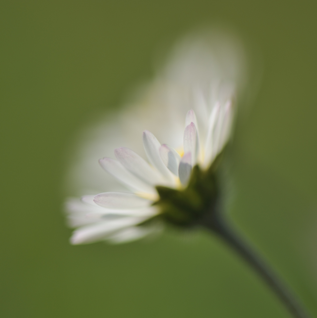 Gaensebluemchen DSC9557