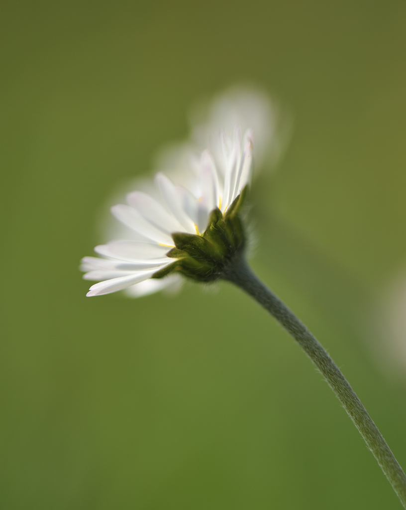 Gaensebluemchen DSC9558