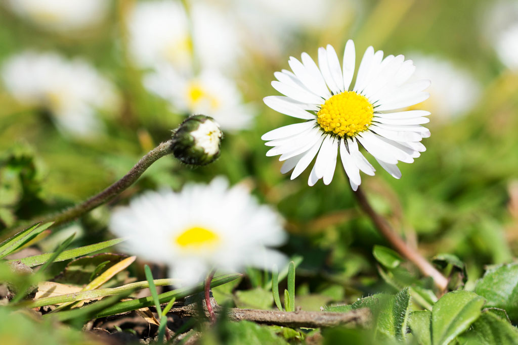 gaenseblume 1