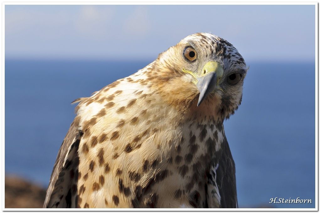 Galapagos 02