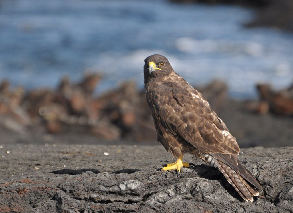 Galapagos-Bussard vor Meerechsen auf der Isla Santiago