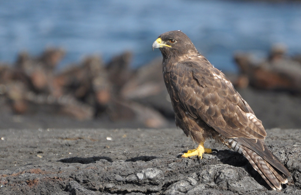 Galapagos-Bussard vor Meerechsen