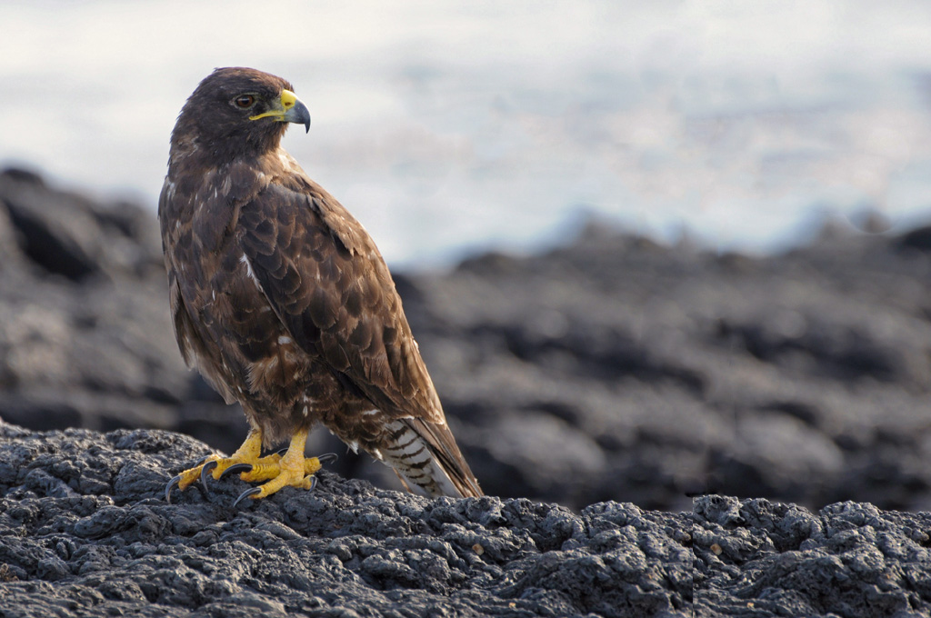 Galapagos-Bussard
