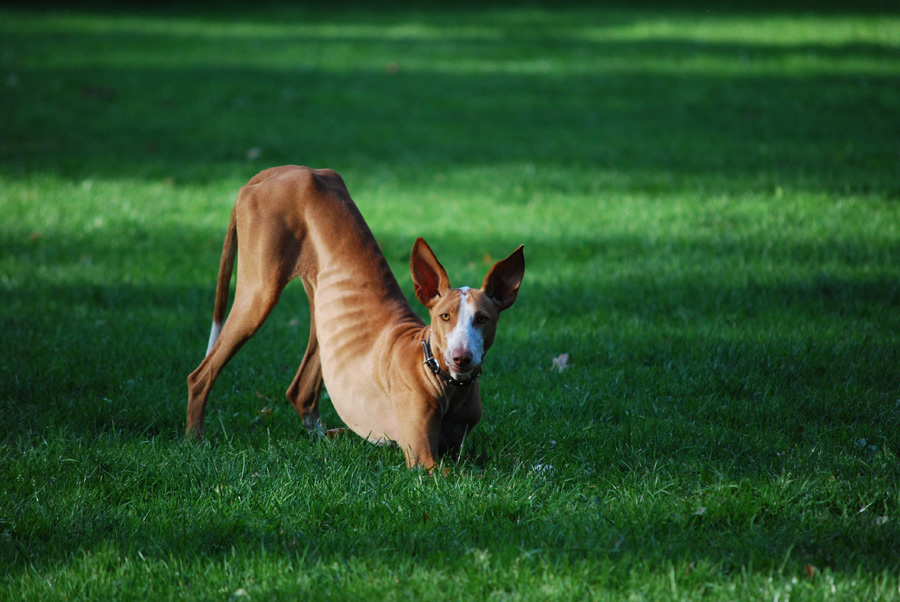 Galgo
