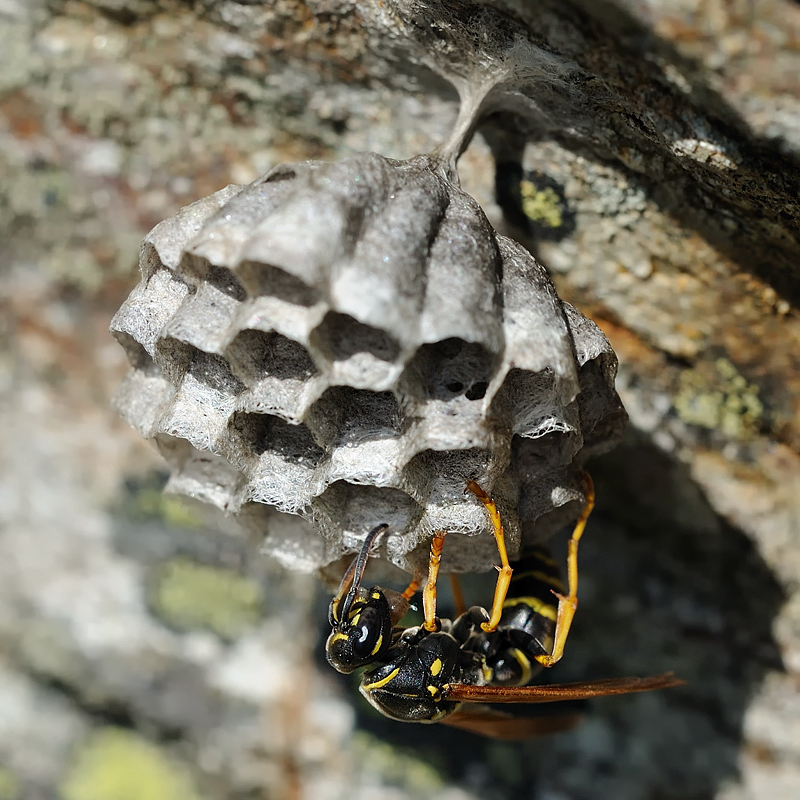 Gallische Feldwespe (Polistes dominula)
Wabenbau 3
Montafon