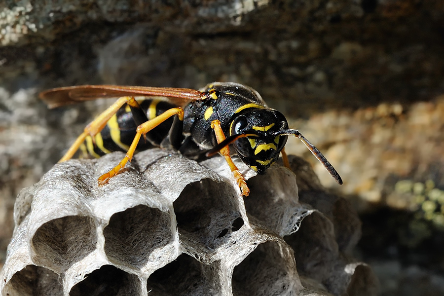 Gallische Feldwespe (Polistes dominula)
Wabenbau 6
Montafon